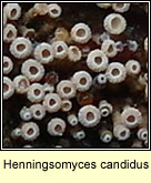 Henningsomyces candidus