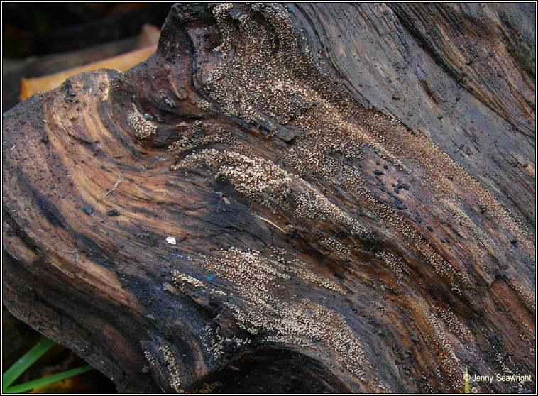 Henningsomyces candidus