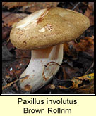 Paxillus involutus, Brown Rollrim