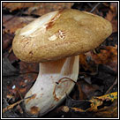 Paxillus involutus, Brown Rollrim