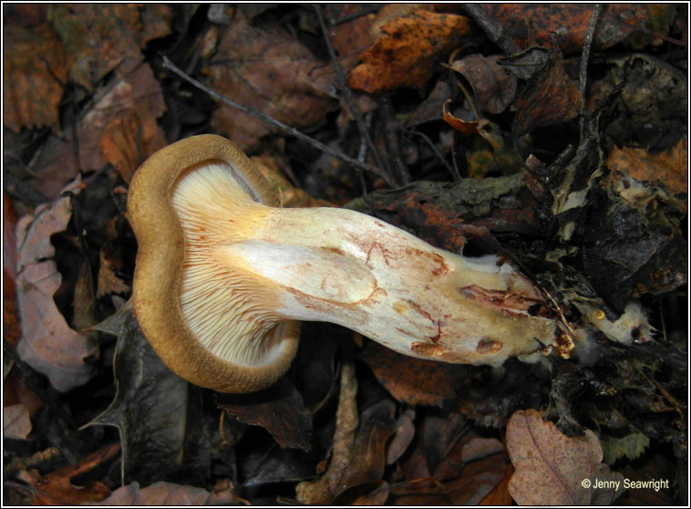 Paxillus involutus, Brown Rollrim