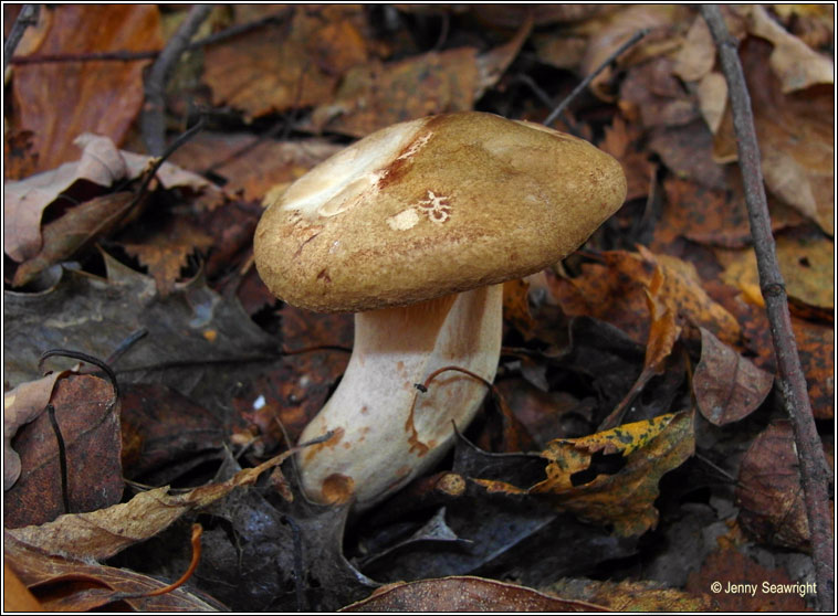 Paxillus involutus, Brown Rollrim