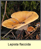 Lepista flaccida