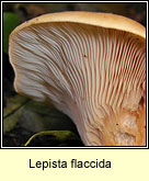 Lepista flaccida