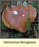 Xerocomus ferrugineus