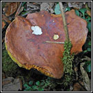 Xerocomus ferrugineus