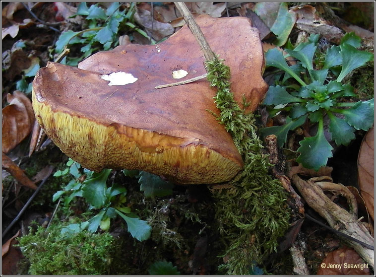 Xerocomus ferrugineus