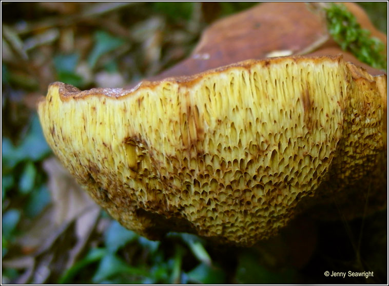 Xerocomus ferrugineus