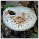 False Deathcap, Amanita citrina