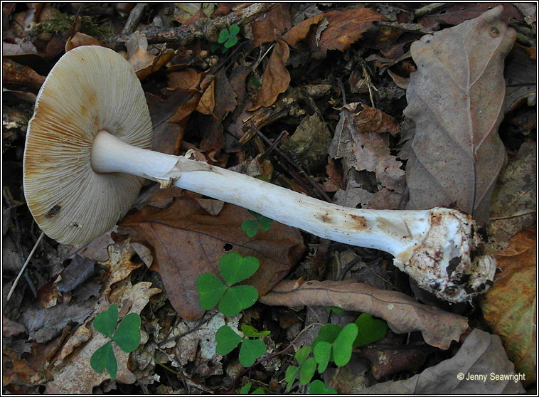 False Deathcap, Amanita citrina