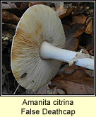 Amanita citrina, False Deathcap