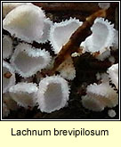 Lachnum brevipilosum