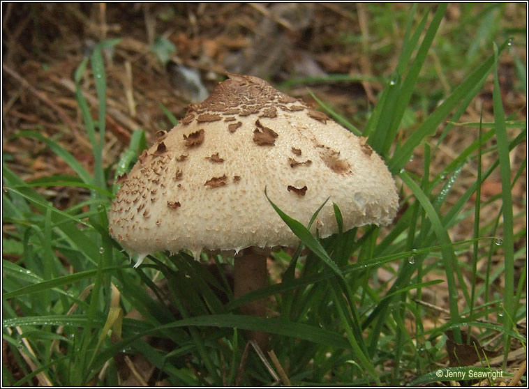 Shaggy Parasol, Chlorophyllum rhacodes