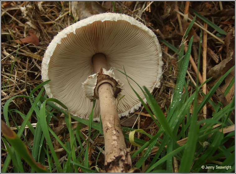 Shaggy Parasol, Chlorophyllum rhacodes