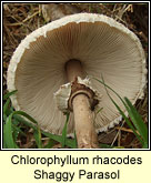 Chlorophyllum rhacodes, Shaggy Parasol