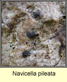 Navicella pileata