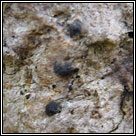 Navicella pileata