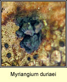 Myriangium duriaei