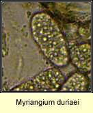 Myriangium duriaei