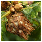 Andricus fecundator, Artichoke gall