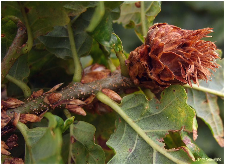 Andricus fecundator, Artichoke gall