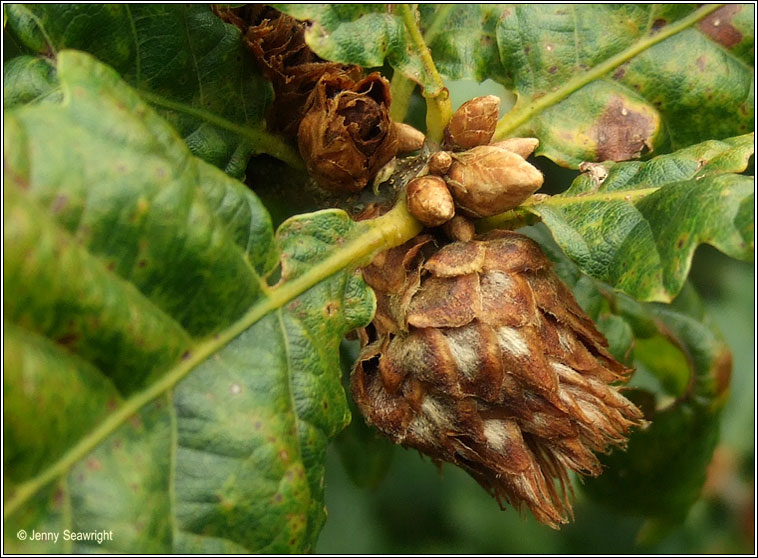 Andricus fecundator, Artichoke gall