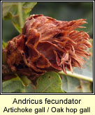Andricus fecundator, Artichoke gall