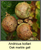 Andricus kollari, Oak marble gall