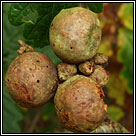 Andricus kollari, Oak marble gall