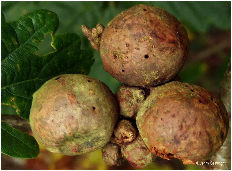 Andricus kollari, Oak marble gall