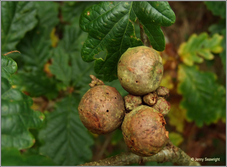 Andricus kollari, Oak marble gall