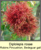 Diplolepis rosae, Robin's Pincushion