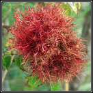 Diplolepis rosae, Robin's Pincushion