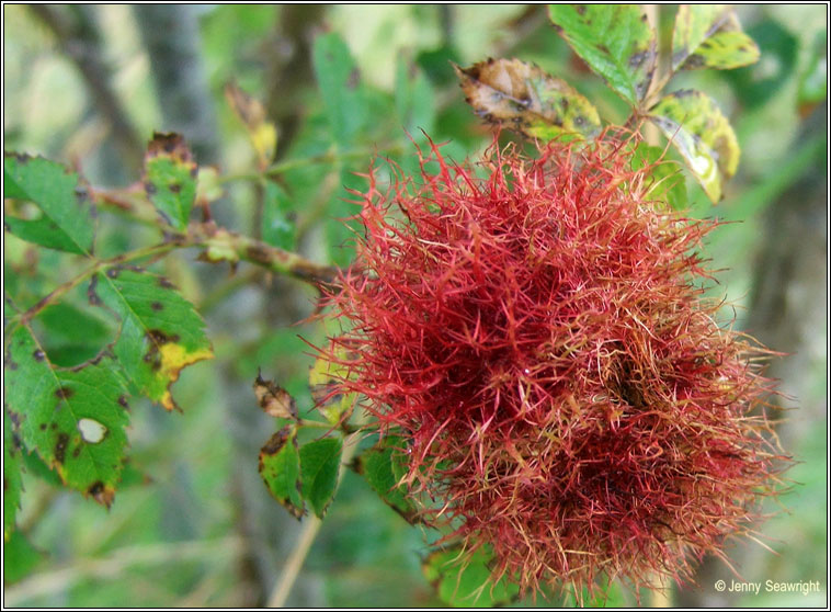 Diplolepis rosae, Robin's Pincushion