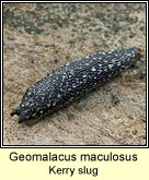 Geomalacus maculosus, Kerry slug