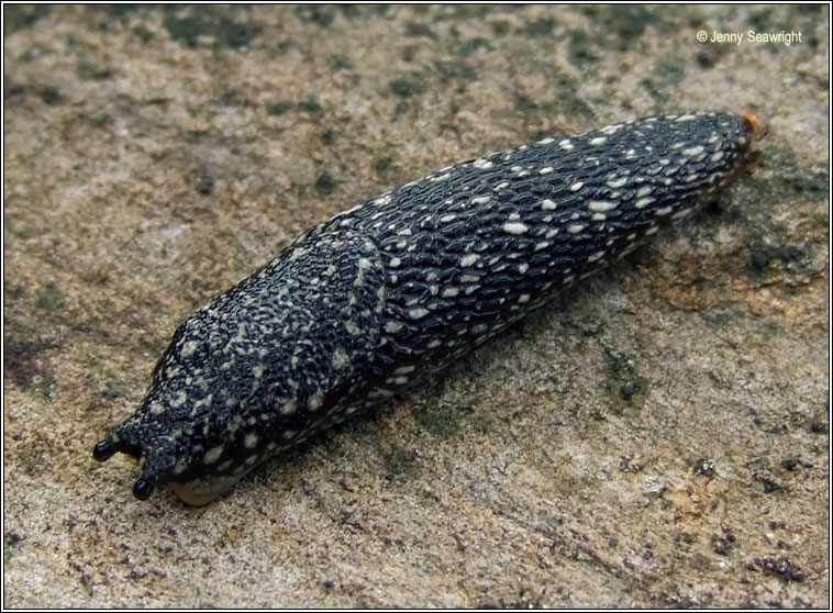 Kerry slug, Geomalacus maculosus