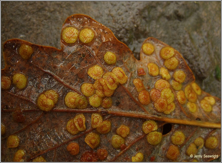 Neuroterus quercus-baccarum, Oak spangles