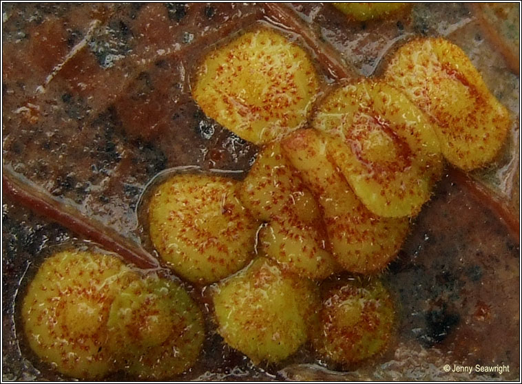 Neuroterus quercus-baccarum, Oak spangles