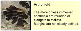 arthonioid