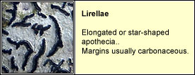 lirellae