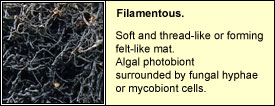 filamentous