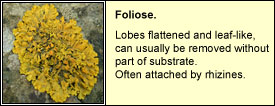 foliose