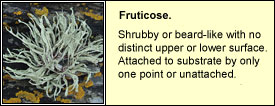 fruticose