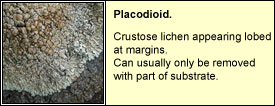 placodioid