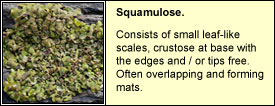 squamulose