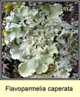 Flavoparmelia caperata