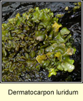 Dermatocarpon luridum, Silverskin lichen