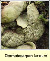 Dermatocarpon luridum, Silverskin lichen
