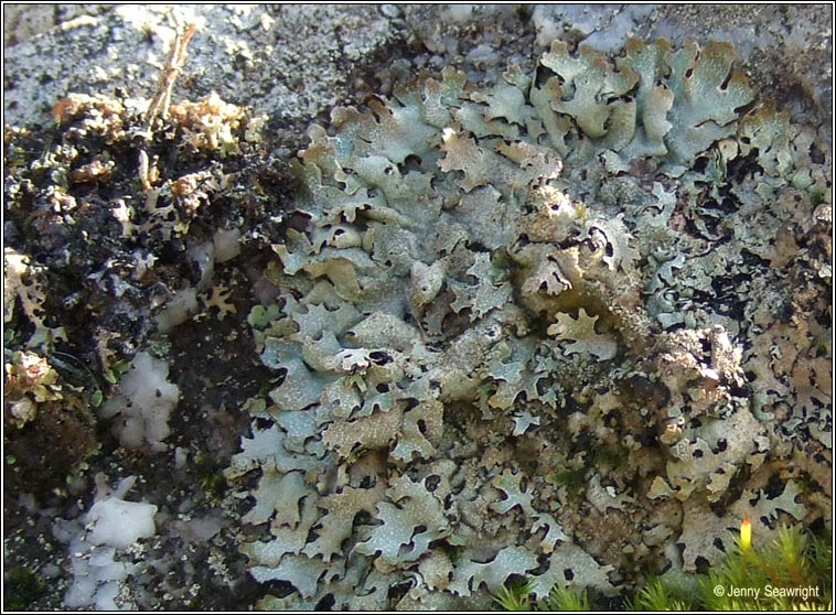 Parmelia saxatilis