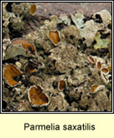 Parmelia saxatilis, Shield lichen